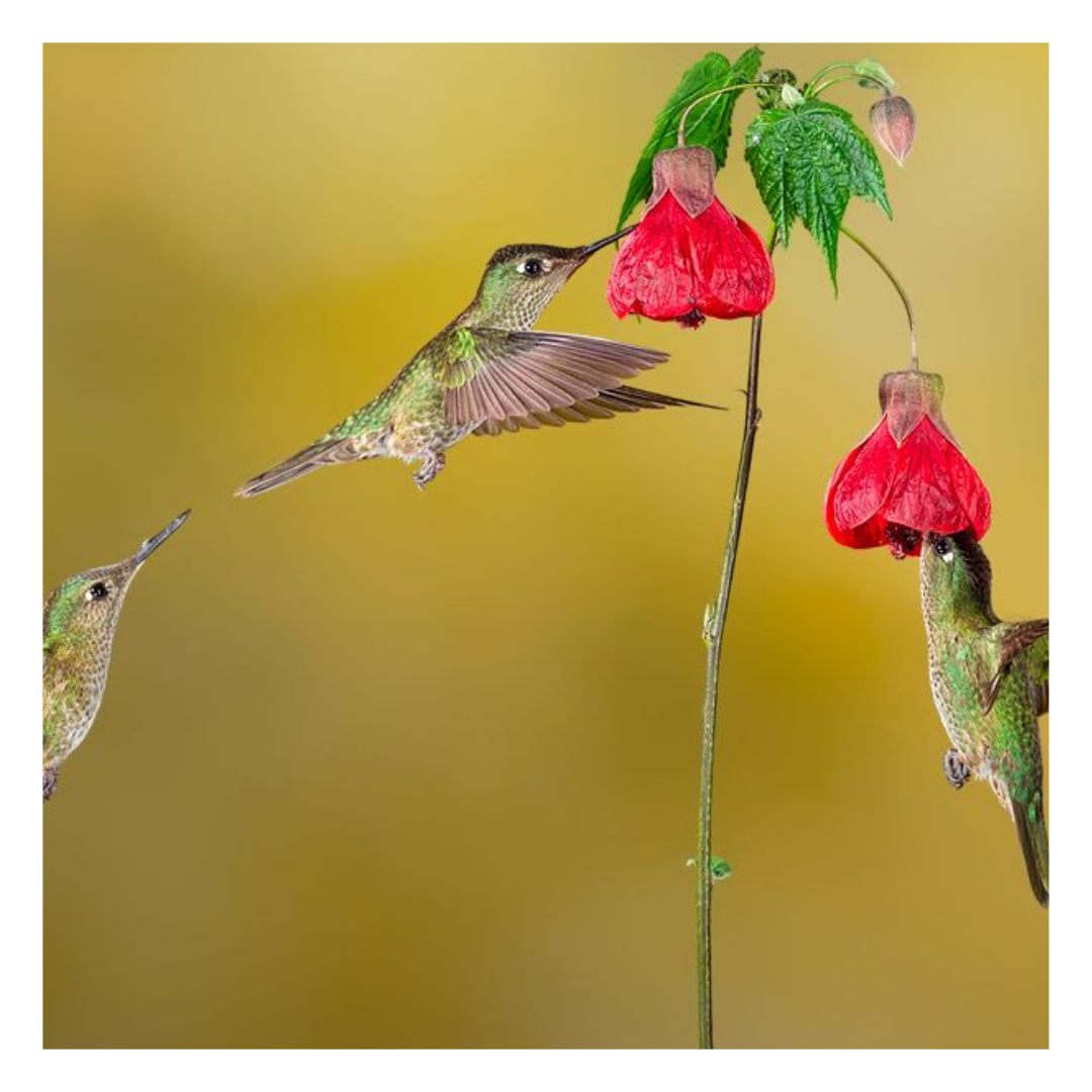 Tres colibríes